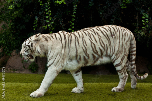 White Tiger Portrait Close-Up – Rare Bengal Tiger with Blue Eyes