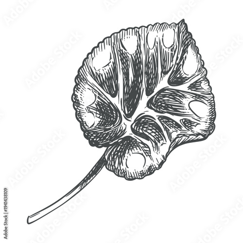 Vector sketch of a cyclamen leaf on a white background. Imitation of a botanical engraving. Linear ink drawing. Raw material for medicines, perfumes, and cosmetics.