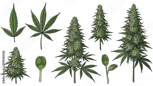 Detailed collection of cannabis leaves, buds, and sprouts, illustrating various growth stages of the plant, ideal for botanical or educational purposes.
