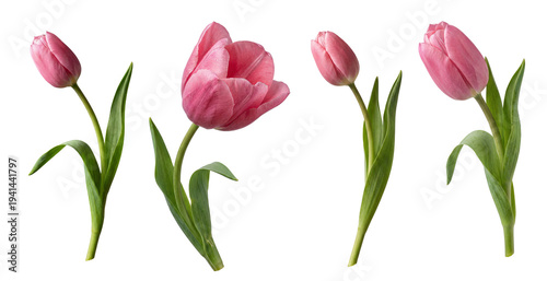 set of pink tulips isolated on a white background