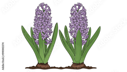 Two vibrant purple hyacinth flowers with lush green leaves, beautifully planted in soil, showcasing natural beauty and the freshness of spring blooms.