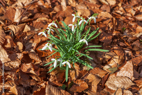 Blühende Schneeglöckchen (Galanthus nivalis), Deutschland