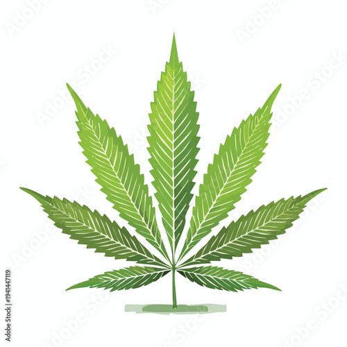 cannabis leaf isolated on white