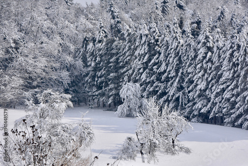 Winterwald 2