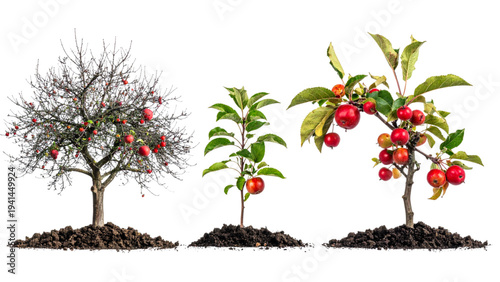 Stages of apple tree growth from seed to seedling sapling mature tree with red fruit and dormant winter tree for life cycle and nature education