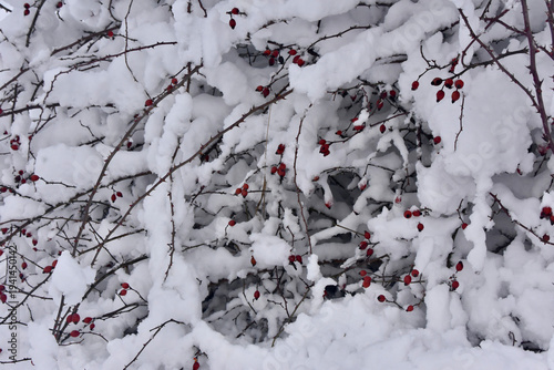 Rose im Schnee 2