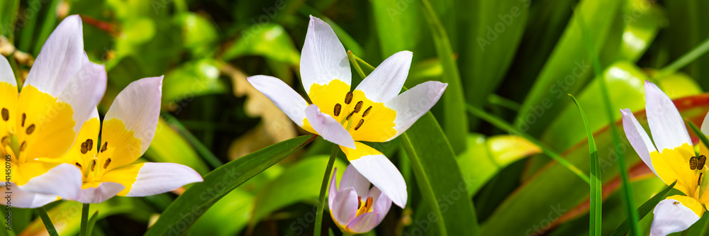 Fototapeta premium Wild Tulipa Tarda Flowers Bloom in Springtime Garden Setting With Green Leaves Around Them