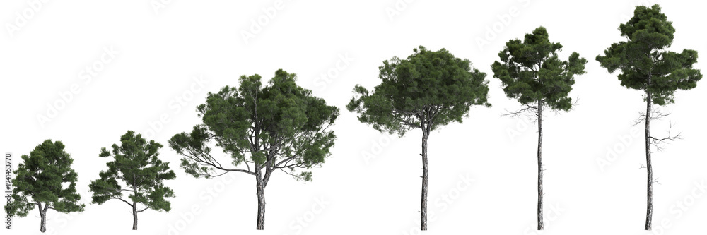 Fototapeta premium Multiple Pinus brutia trees 3d illustration on transparent background