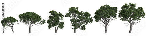 Multiple Pinus halepensis trees 3d illustration on transparent background