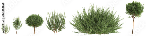 Multiple rosemary plants 3d illustration on transparent background