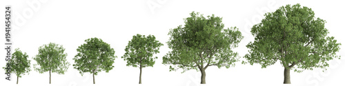 Multiple Fraxinus ornus trees 3d illustration on transparent background