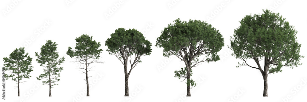 Fototapeta premium Multiple Pinus pinaster trees 3d illustration on transparent background