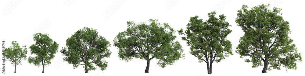 Fototapeta premium Multiple Quercus faginea trees 3d illustration on transparent background