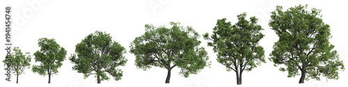 Photos Multiple Quercus faginea trees 3d illustration on transparent background