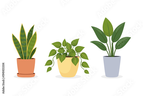 Three potted houseplants with lush green leaves displayed on a white background