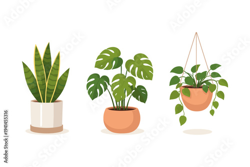 Three potted houseplants including snake plant, monstera, and hanging vine