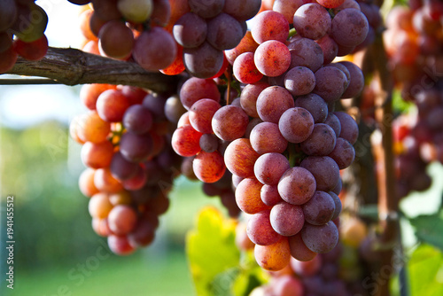 Weinernte Reben Trauben