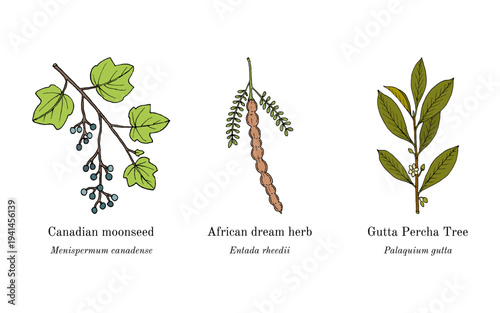 Collection of edible and medicinal plants. Hand drawn botanical vector illustration