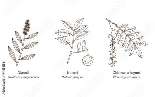 bowstring, hemp, sanseviera, aethiopica, ornamental, medicinal, plant, hand, drawn, botanical, vector, illustration, rhizome, leaf, africa, evergreen, succulent, perennial, fibre, nature, floral, heal