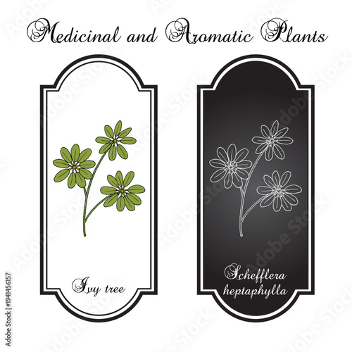 Ivy Tree (Schefflera heptaphylla), medicinal plant. Hand drawn botanical vector illustration