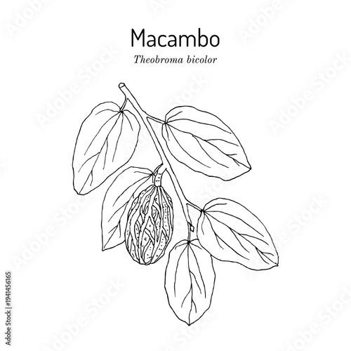 Mocambo, or jaguar tree (Theobroma bicolor), edible and medicinal plant. Hand drawn botanical vector illustration