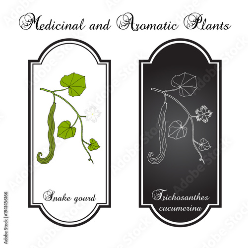 Snake gourd (Trichosanthes cucumerina ), edible and medicinal plant. Hand drawn botanical vector illustration