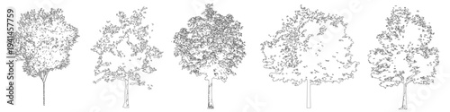 Vector beech trees in elevation view for use in architectural drawings 