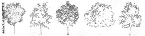 Fototapeta na wymiar Vector beech trees in elevation view for use in architectural drawings 