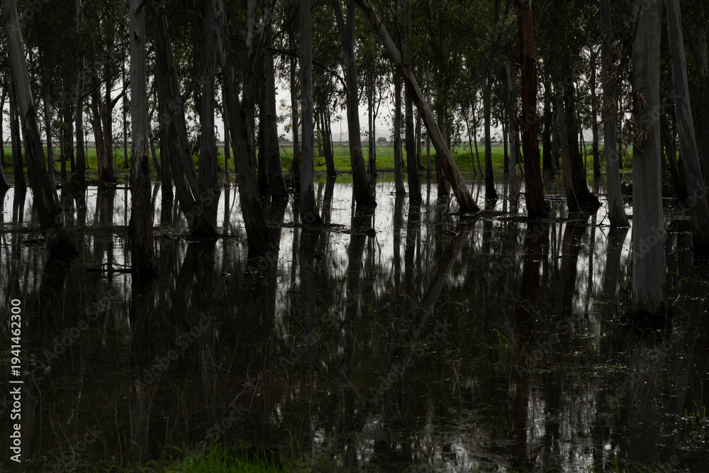 Obraz premium Winter Flooded Eucalyptus Grove with Reflections at Megiddo Landing Site, Israel