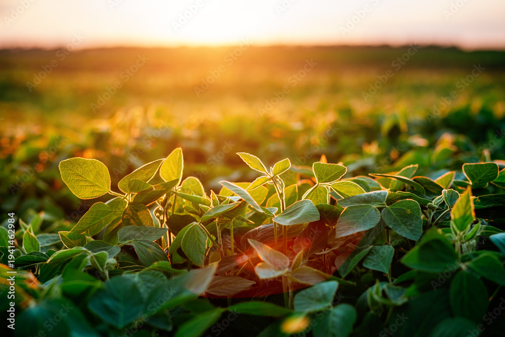 Fototapeta premium Delicate green leaves of soybean sprouts emerge in a lush field, glistening under the warm glow of the setting sun.
