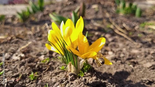 Yellow spring flower with bee collecting pollen in slow motion.
