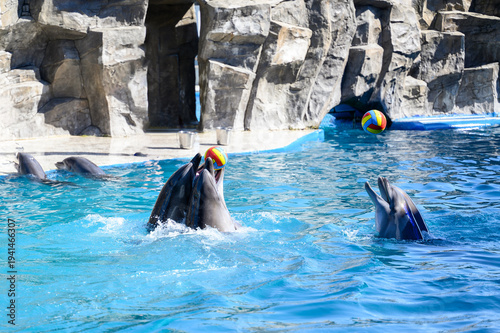 Dolphin show: dolphins play with colorful balls in aquarium, following trainers' instructions. Dolphins toss balls to each other.