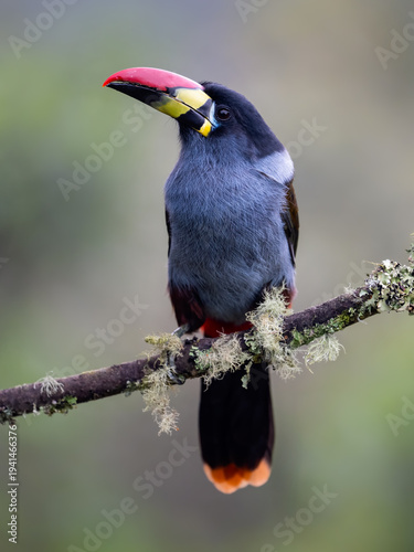 Gray-breasted mountain-toucan perched on mossy branch in cloud forest