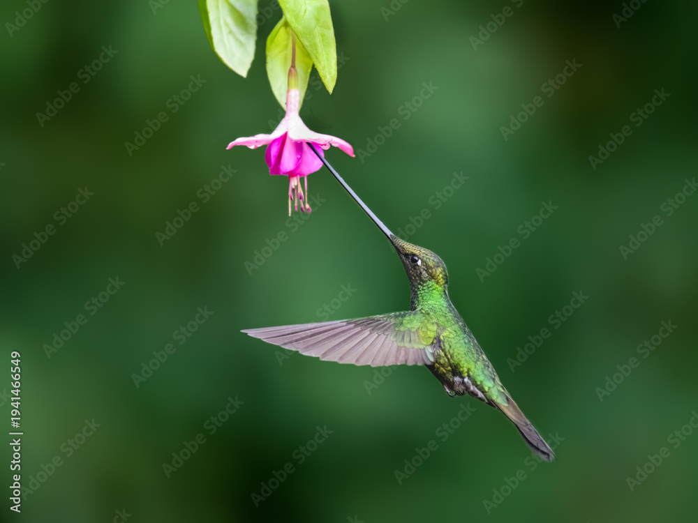Obraz premium Sword-Billed Hummingbird Feeding on Pink Fuchsia Flower in Cloud Forest
