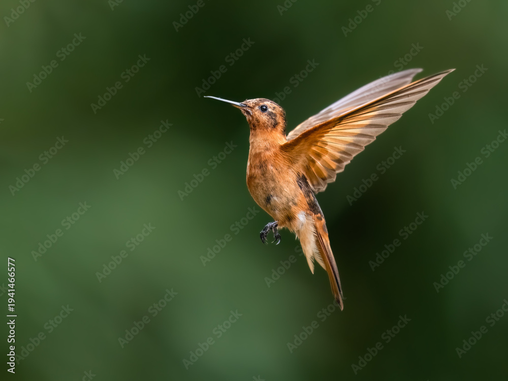 Obraz premium Shining Sunbeam Hummingbird Hovering in Mid-Air Against Blurred Green Background