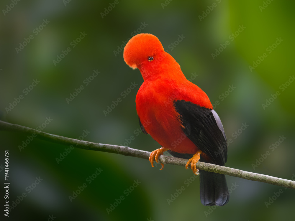 Obraz premium Male Andean Cock-of-the-rock Perched on Branch Against Green Background