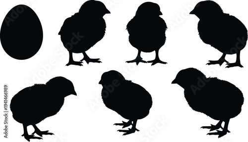 Collection of black silhouettes featuring small farm chicks in various poses and a single egg, cad drawing flat vector illustration