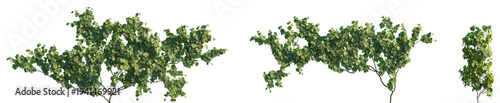 Set of Vitis vinifera (the common grape vine) frontal isolated png on a transparent background perfectly cutout