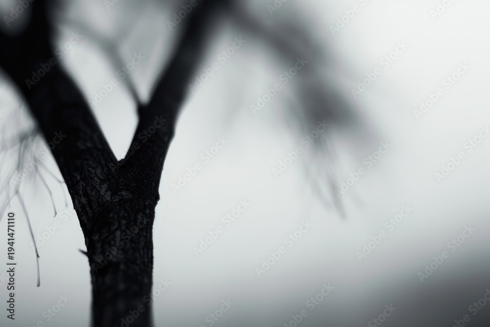 Fototapeta premium Tree outdoors weather nature.