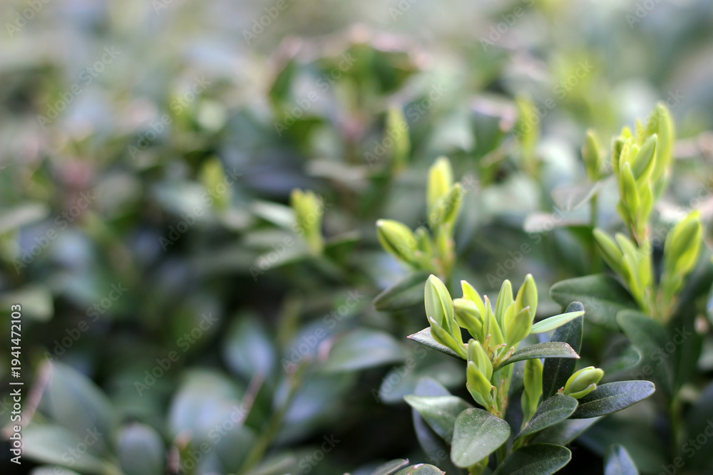 Obraz premium Bush with young leaves