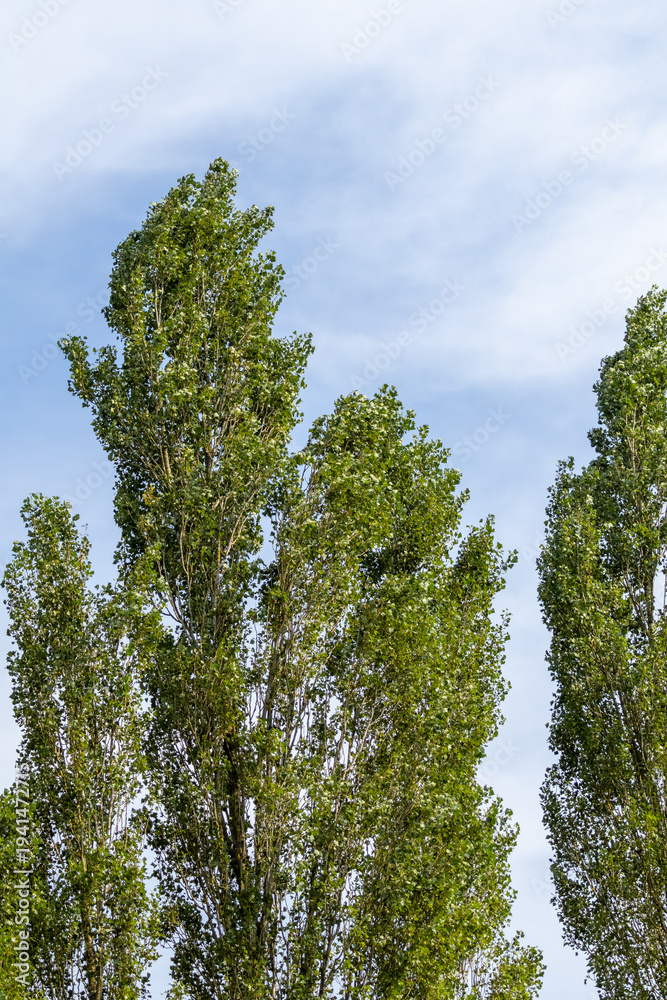 Fototapeta premium pine trees against blue sky