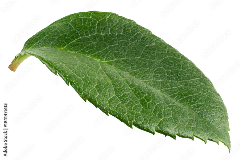 Obraz premium Rose leaves, isolated, full depth of field