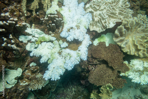 Wallpaper Mural Bleached Coral from Summer 2025 on Ningaloo Coral Reef, Western Australia, Australia Torontodigital.ca