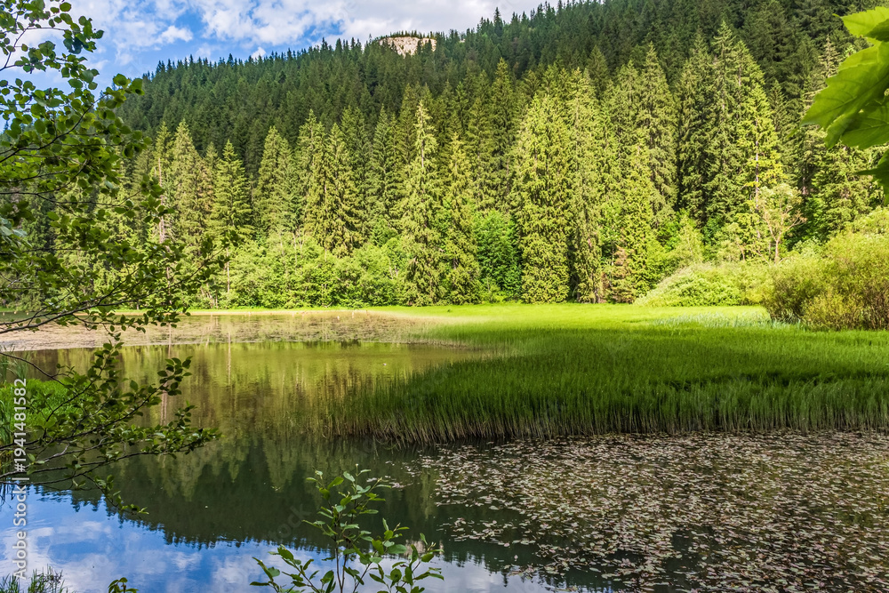 Obraz premium Landscapes, Forest, Carpathians, Photos of nature - Europe, Eastern Europe