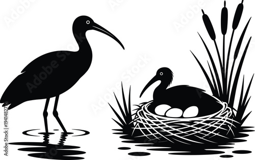 Black silhouette illustration of an ibis bird standing in water next to a nesting mate with eggs in reeds for nature and wetland design