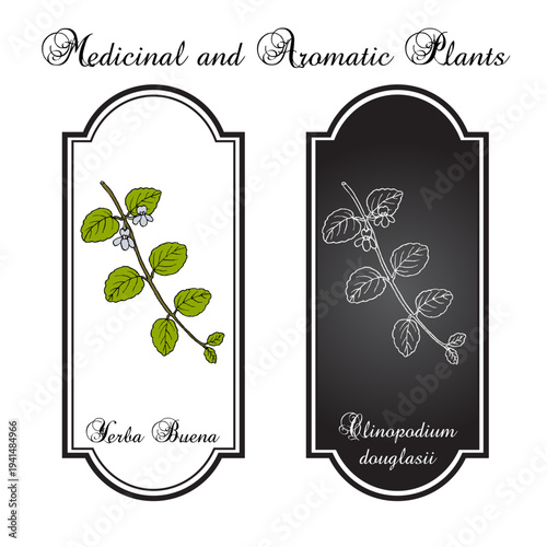 Yerba Buena or Oregon-tea (Clinopodium douglasii), edible and medicinal plant. Hand drawn botanical vector illustration