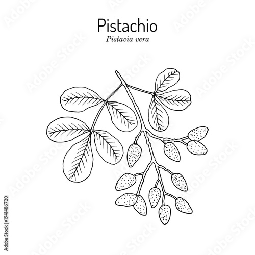 Pistachio (Pistacia vera), edible and medicinal plant. Hand drawn botanical vector illustration