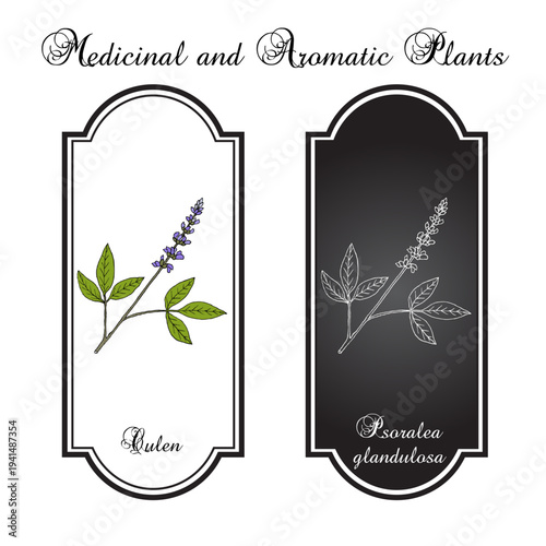 Culen (Psoralea glandulosa), edible and medicinal plant. Hand drawn botanical vector illustration