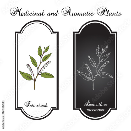 Fetterbush, or swamp doghobble (Leucothoe racemosa), ornamental plant. Hand drawn botanical vector illustration