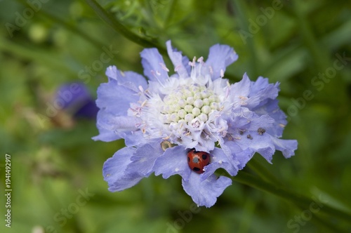 満開の紫色のマツムシソウとテントウムシ